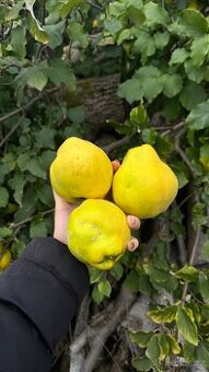 Kdoule 45 Kč/kg