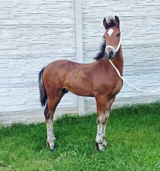 Hřebeček Wpbr s PP