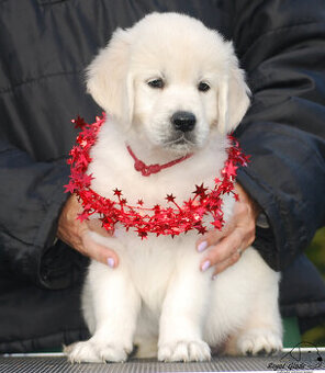 Zlatý retriever - krásná smetanová štěňátka s PP