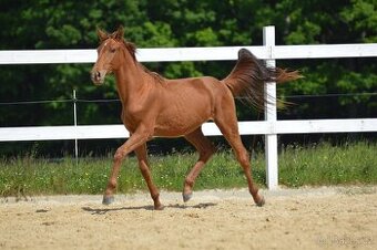 Sportovní klisna KWPN s TOP původem