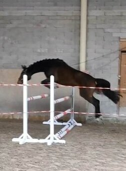 Kvalitní klisna pro chov