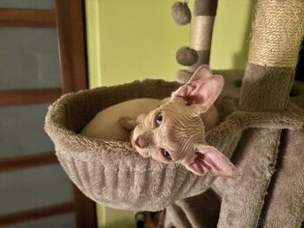 Prodej sphynx