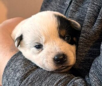 Australský honácký pes