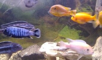 Tlamovci Malawi a ancistrus hnědý Velmi levně