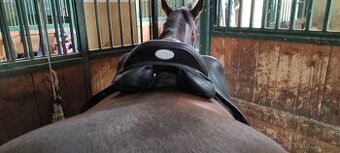 Prestige Roma jump new 17/34