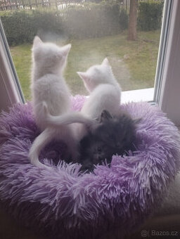 Poslední BRITSKÉ KOTĚ bílé,vánoční dárek již k odběru