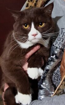 Skotská klapouchá, kocourek, odrostlejší kotě.