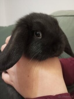 Zakrslý beránek králíček