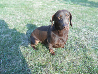 Hladkosrstý jezevčík