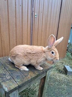 Burgundský králík - samec