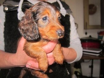 jezevčík dlouhosrstý trpasličí