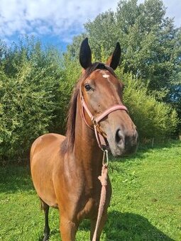 Dvouletá klisnička