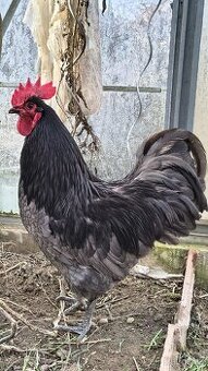 Prodám kohouty plemene Australka velká