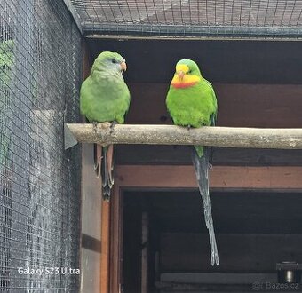 Papoušek nádherný