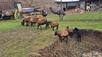 Kamerunské ovce - hobby chov