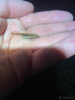 Štika - rychlený plůdek