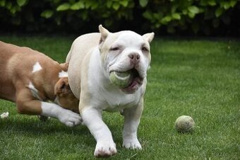 American bully s PP