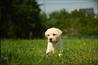 Štěňátka s PP Labradorský retriever