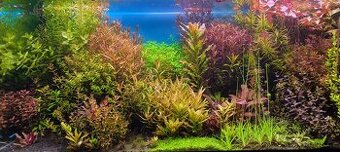 Akvarijní rostliny Brno - 1