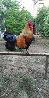 KOHOUT česká zlatá kropenka