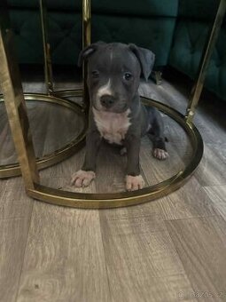 americký pitbulteriéra