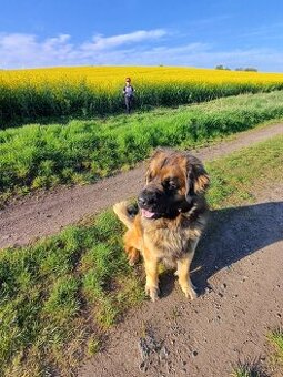 Leonberger