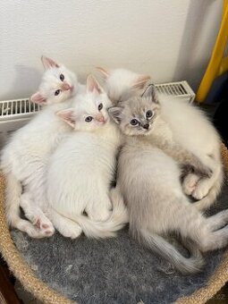 Ragdoll