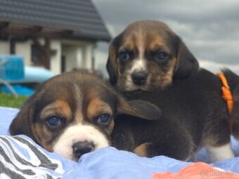 Beagle - Bígl