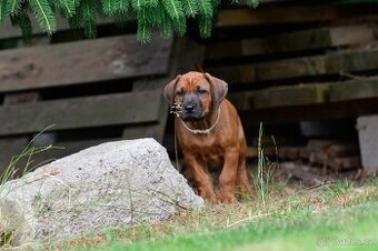 Štěně rhodéského ridgebacka s PP