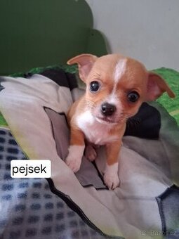 Mini čivava