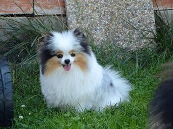 Pomeranian merle s PP