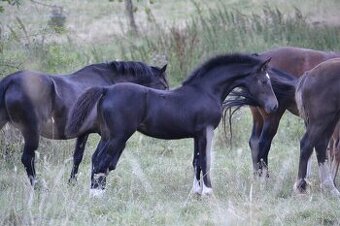 Welsh cob