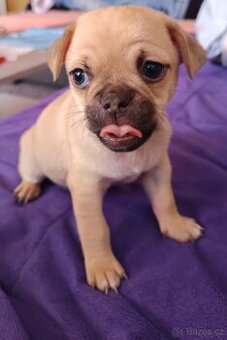 Mops