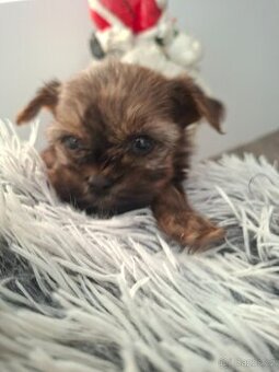 Jorkšírský terier