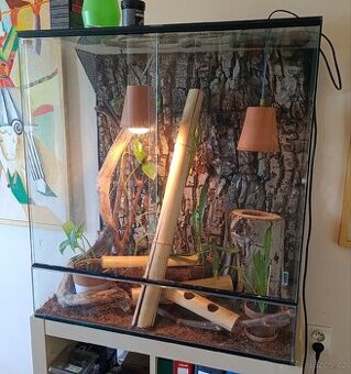 Kompletní terarijní set s felzumou (Phelsuma Grandis)