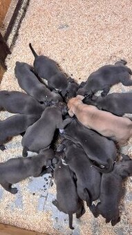 Americký stafordšírský teriér