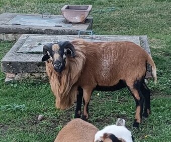 Ovce kamerunská beran