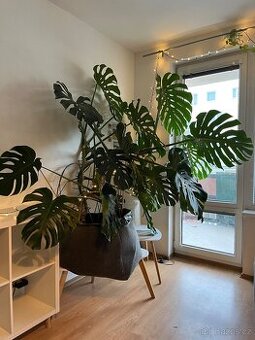 Krásná pokojová rostlina Monstera – 18 listů, výška 175 cm