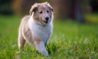 Štěně kolie hledá milující domov