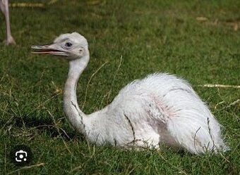 Nandu Pampovy KOUPIM