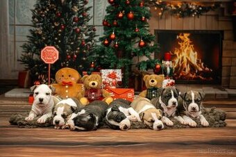 Americký stafordšírský teriér s PP