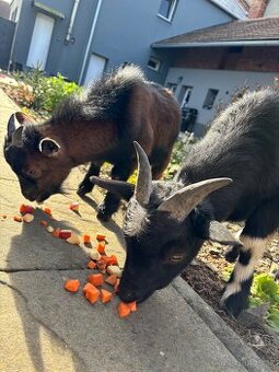 Kozlíci holandská zakrslá