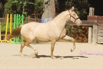 Výjimečná zlatá klisna. V Polsku unikát.