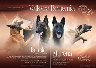 Belgický ovčák malinois s PP