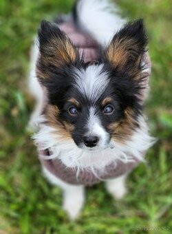 Papillon s PP - psík