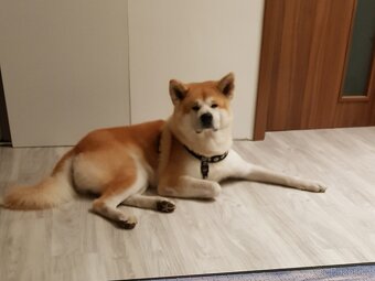 Akita Inu ke krytí
