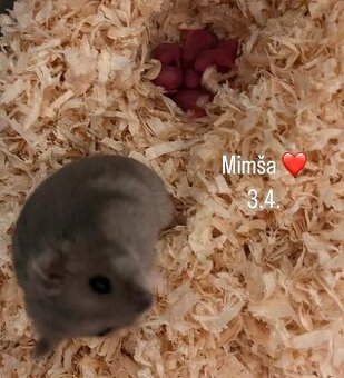 Křeček , křečík džungárský. MIMŠA - JSOU ZAMLUVENÁ.