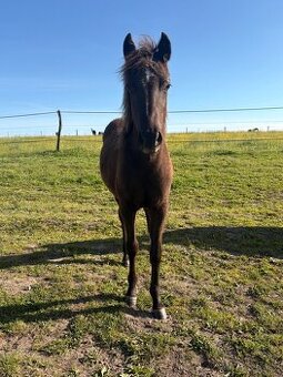 Pony x AQH