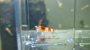 Krevetky Caridina red crystal