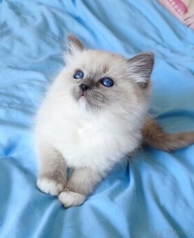 Ragdoll koťátka